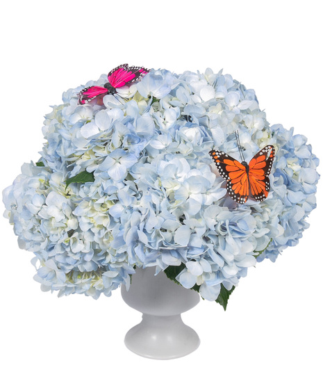Blue hydrangeas arranged in white ceramic pedestal vase