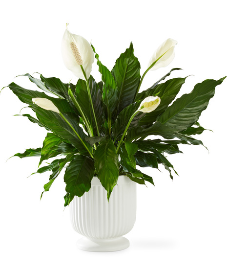 Plants for the Service