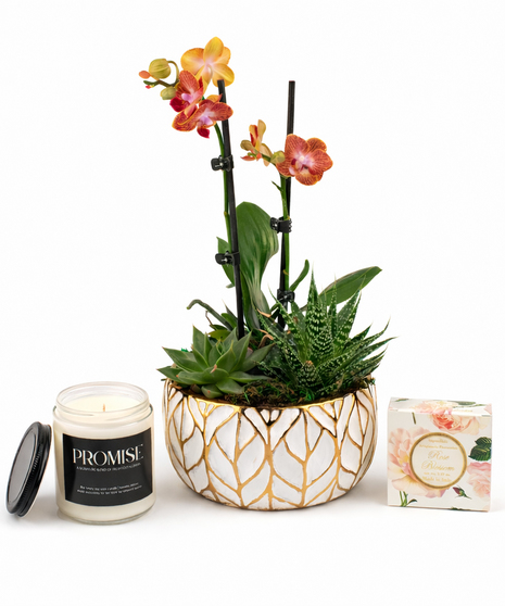 Orchid Succulent Gift Set