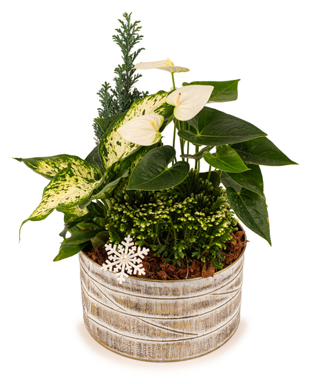 Winter White Anthurium Holiday Planter
