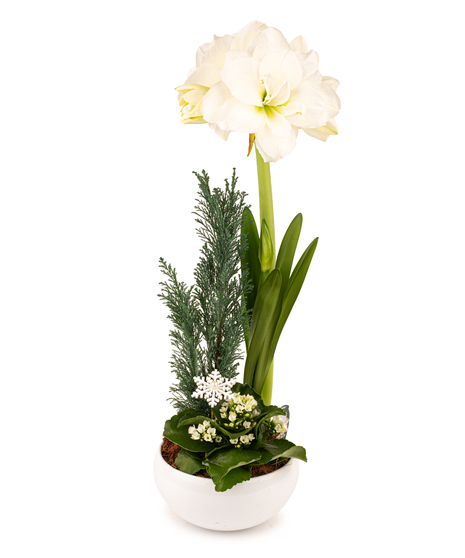 Winter Glow Amaryllis Planter