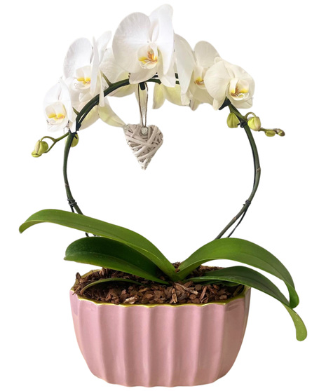 Phalenopsis Orchids in Round  Ceramic Pot