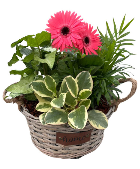 Daisy Mix Home Grey Wicker