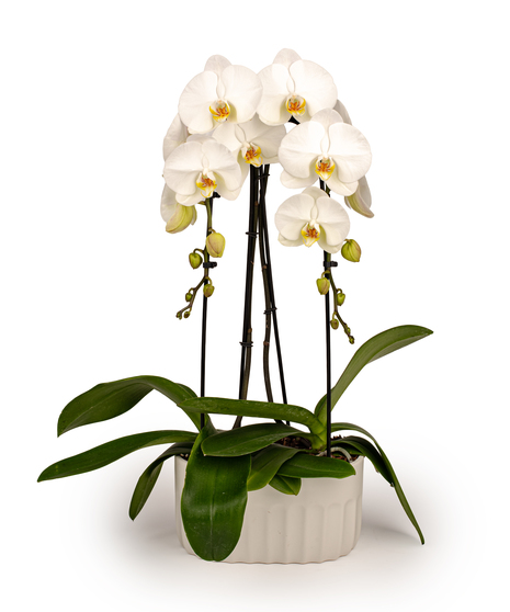 Double Orchid Elegance with two white phalaenopsis orchid stems in a white ceramic planter.