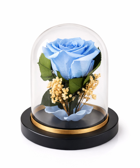 Real preserved everlasting rose in glass dome on black and gold base.