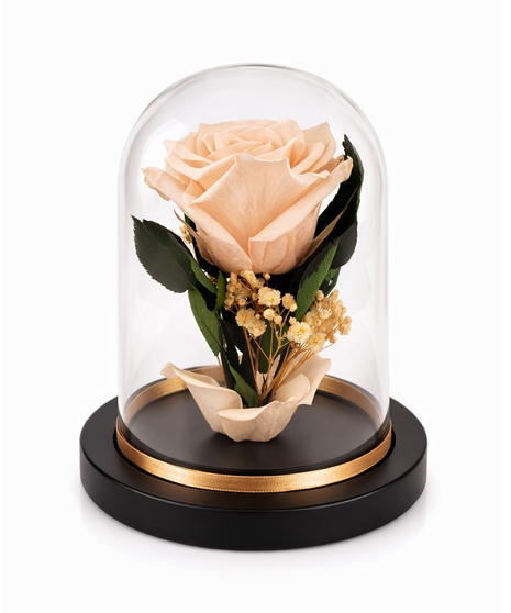 Real preserved everlasting rose in glass dome on black and gold base.