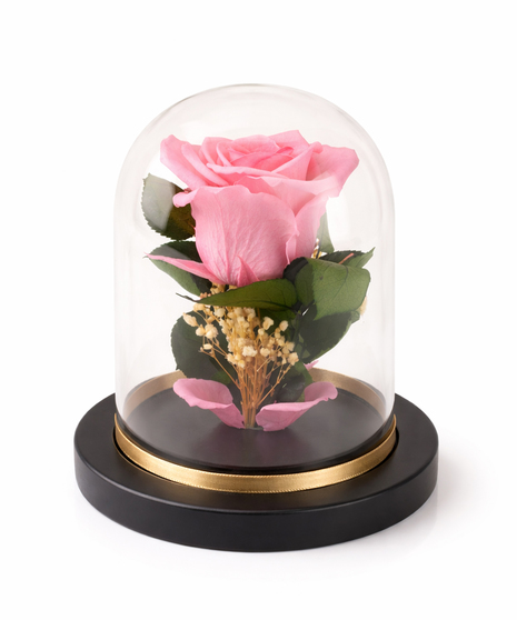 Real preserved everlasting rose in glass dome on black and gold base.
