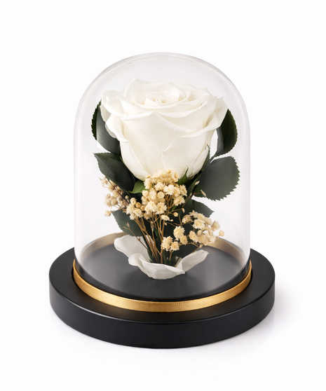 Real preserved everlasting rose in glass dome on black and gold base.