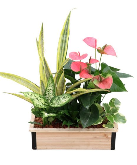 Giant Wooden Box with Metal Edge Mix Tropical