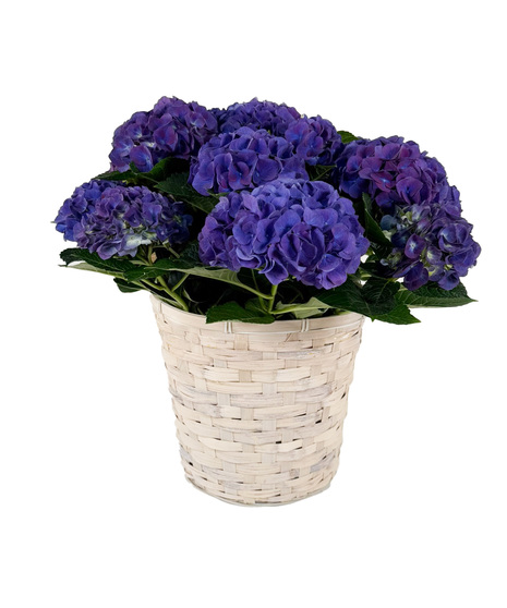 Purple or Pink Hydrangea in 10 inch pot