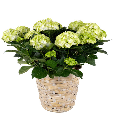 Large Hydrangea Planter - 10 Inch Diameter Pot