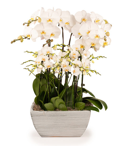 Orchid Elegance Planter