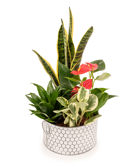 Plants