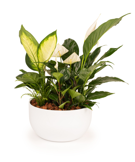 Plants