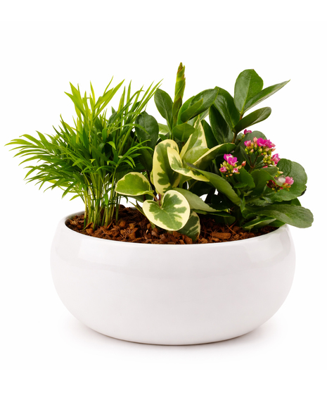Modern Mixed Green Planter