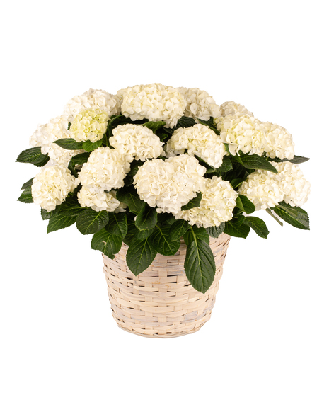 Large Hydrangea Planter - 10 Inch Diameter Pot