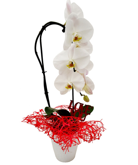 White Phalaenopsis orchid with Valentine's treatments