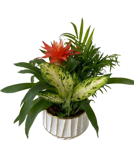 Bromeliad Tropical Planter