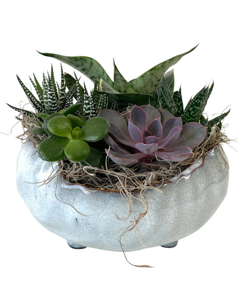 Succulent Garden