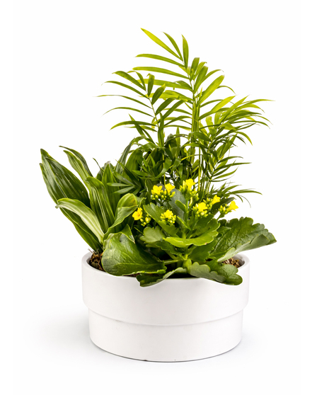 Evergreen Charm Planter with tropical green foliage and pink kalanchoe in a white ceramic pot