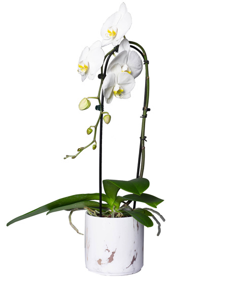 Cascading white phalaenopsis orchid in striped container