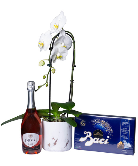 Cascading white phalaenopsis orchid in striped container