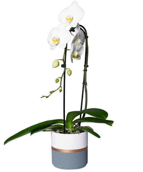 Cascading white phalaenopsis orchid in striped container