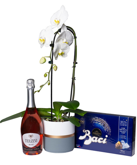 Cascading white phalaenopsis orchid in striped container