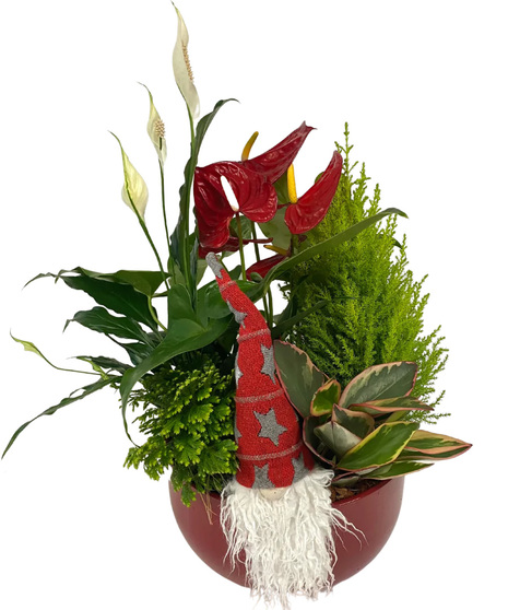 Christmas Red XL Anthurium