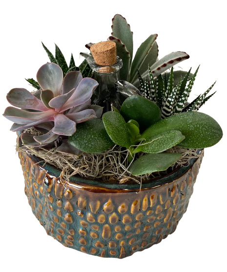 Mixed succulents in blue ceramic bowl