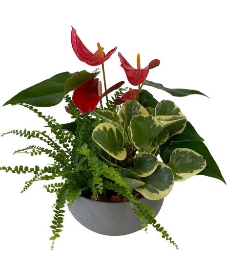 Small Round Anthurium Planter
