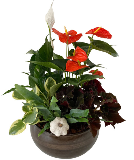 Plants
