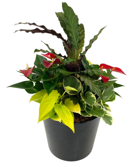 8 Inch Black Tropical Planter