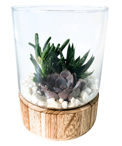 Wood Base Succulent Terrarium