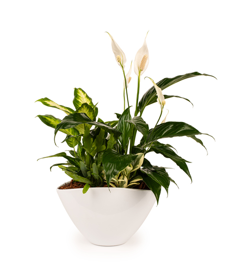 Plants