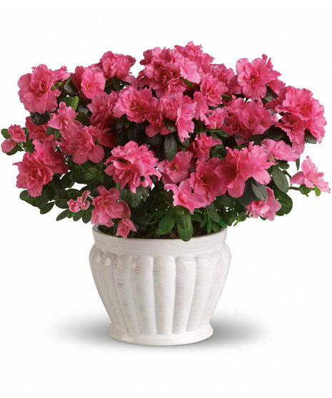 Pink Azalea