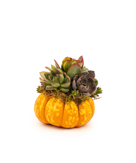 Pumpkin Succulent Harvest arrangement with real pumpkins topped with assorted succulents for autumn décor