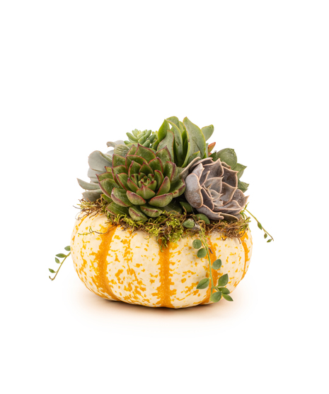 Pumpkin Succulent Harvest