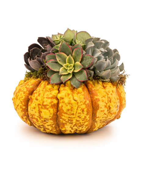 Pumpkin Succulent Harvest arrangement with real pumpkins topped with assorted succulents for autumn décor