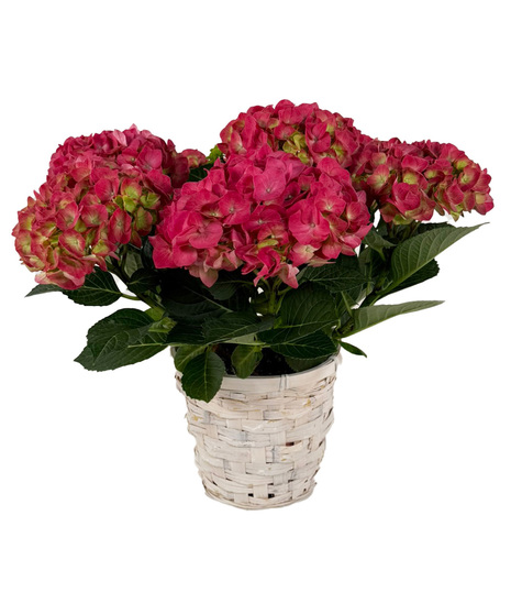 Purple, Pink, or Green Hydrangea plant in 8 inch wicker basket.