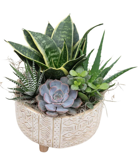 Succulent Design Ceramic Pedestal