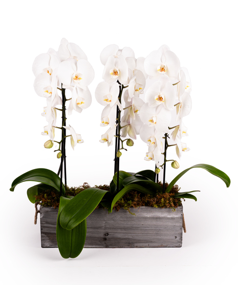 Three White Phalaenopsis Stems in Wooden Box