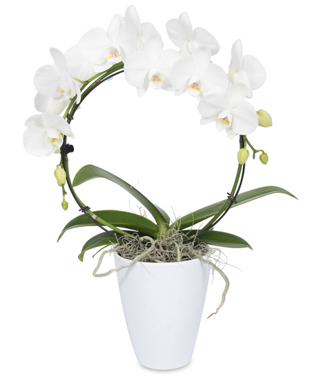 White Phalaenopsis Orchids in a Hoop Shape