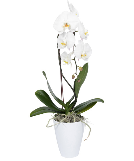 White Orchids in White Pot